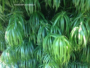 Podocarpus henkelii - foliage